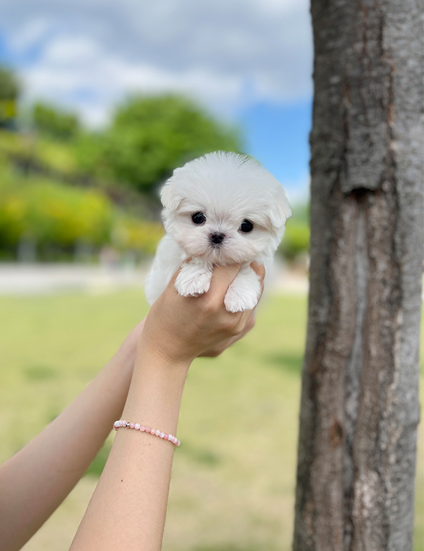 강아지 썸네일