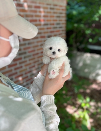 강아지분양 썸네일