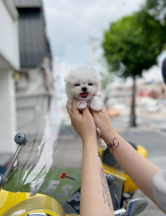 강아지분양 썸네일